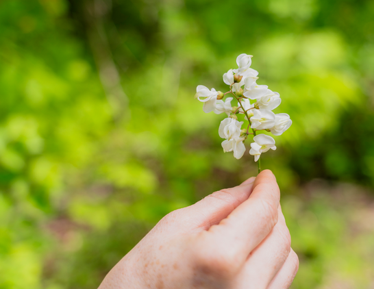Person holding wildflowers