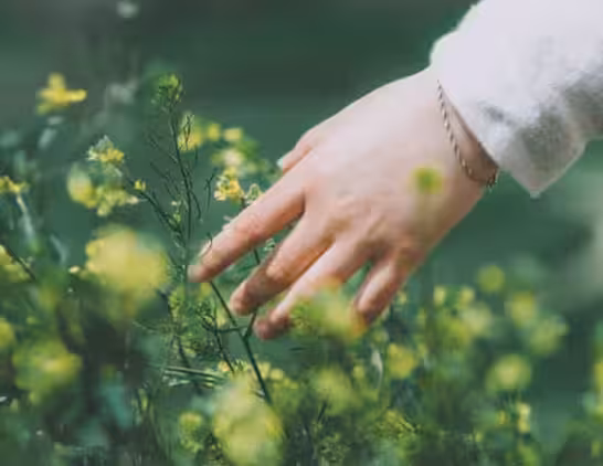 Person brushing wildflowers with their hands