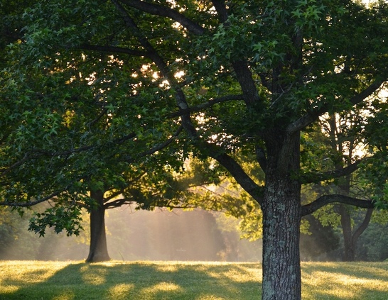 trees backlit by the sun at dawn